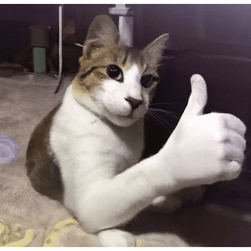 Gatus cats - Sticker