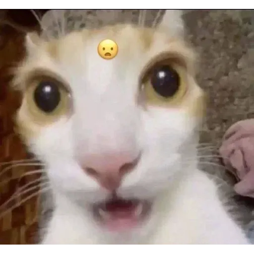 Gatus cats - Sticker