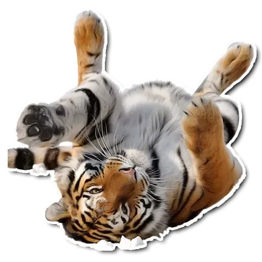 Tiger - Sticker 2