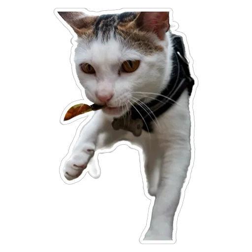 sgn_meow2 - Sticker 2