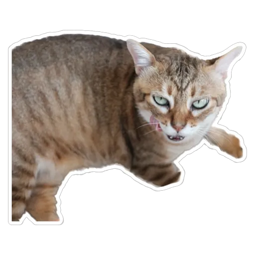 sgn_meow2 - Sticker 1