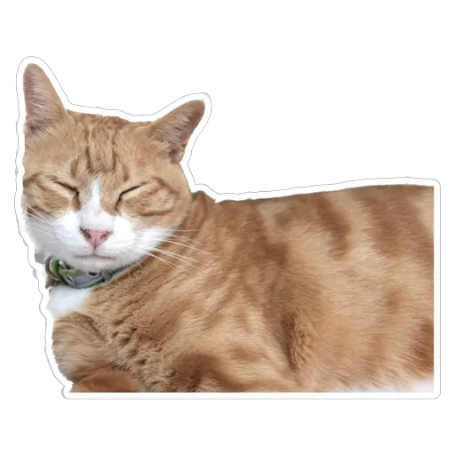 sgn_meow - Sticker 6
